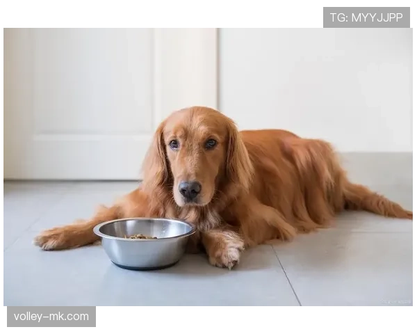亚历克斯·摩根家的狗都吃有机粮，我还在纠结泡面加不加蛋